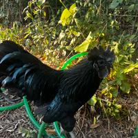 Uova pulcini galline Cemani