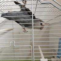 Animali