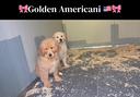 golden-femmine-americane-con-pedigree