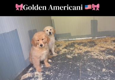 Golden Femmine Americane con Pedigree