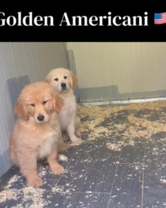 Golden Femmine Americane con Pedigree