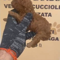 Barboncino Toy Red Brown 2M F anche a rate