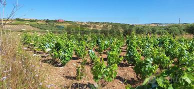 Terreno - Noto
