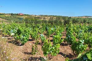 Terreno - Noto