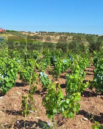 Terreno - Noto