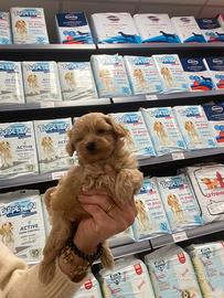 Maltipoo toy