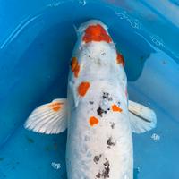 Carpa Koi 50 cm
