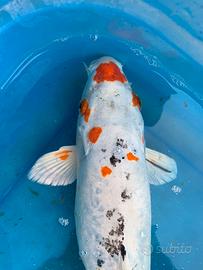 Carpa Koi 50 cm