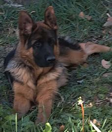 Cucciolone pastore tedesco