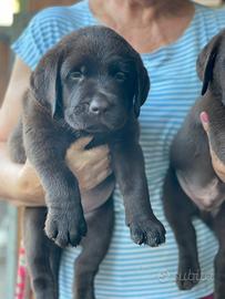Labrador marroni con pedigree