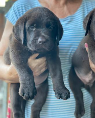 Labrador marroni con pedigree