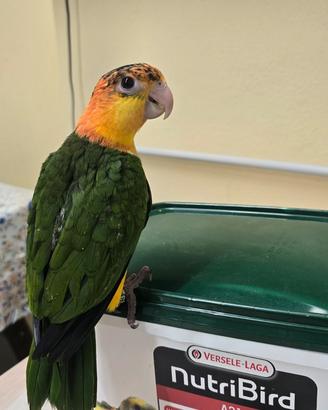 Pappagalli caicco testa gialla addomesticati