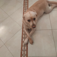 Maschio di labrador con pedigree per monta
