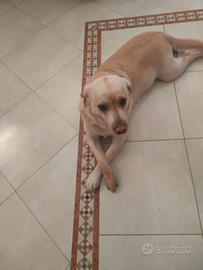 Maschio di labrador con pedigree per monta