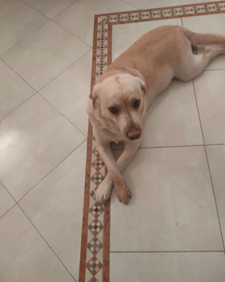 Maschio di labrador con pedigree per monta