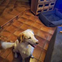 Cane maschio