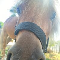 Falabella Mini Pony