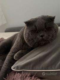 Scottish fold