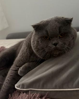 Scottish fold
