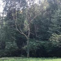 Legna frassino di montagna
