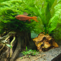 Barbi Ciliegia (barbus titteya long fin)