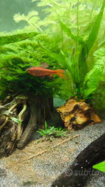 Barbi Ciliegia (barbus titteya long fin)
