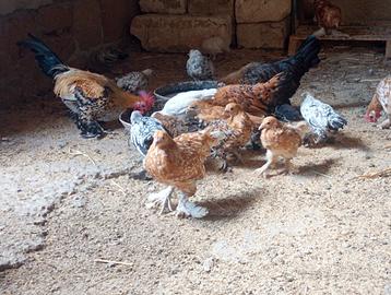 Galline ornamentali sabelpoot