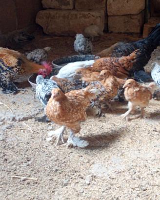 Galline ornamentali sabelpoot