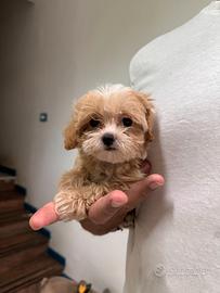 Maltipoo mini toy albicocca bianco