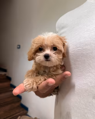 Maltipoo mini toy albicocca bianco