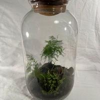 Terrario piante eterno