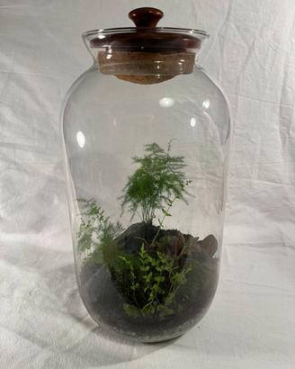 Terrario piante eterno