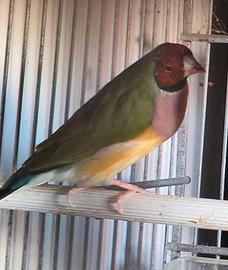 Diamanti di Gould e passeri del giappone