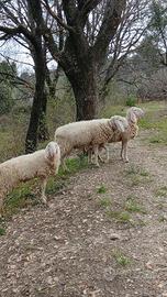 Pecore razza bergamasce