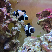 Pesci pagliaccio full black snowflake