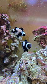 Pesci pagliaccio full black snowflake