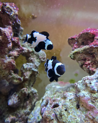 Pesci pagliaccio full black snowflake