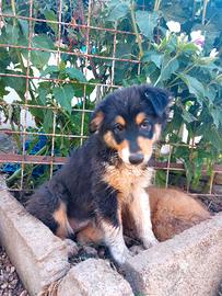 Australian Shepherd/Pastore Australiano Cucciola