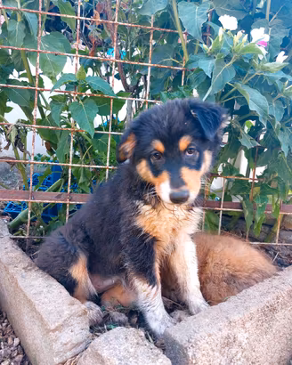 Australian Shepherd/Pastore Australiano Cucciola