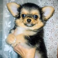 Chihuahua pelo lungo mascietto