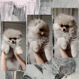 Spitz di Pomerania Pedigree Enci