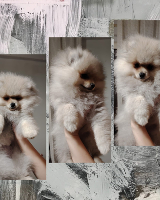 Spitz di Pomerania Pedigree Enci