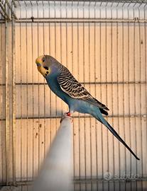 Cocorite allevate a mano