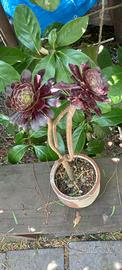 Aeonium arboreum atropurpureum