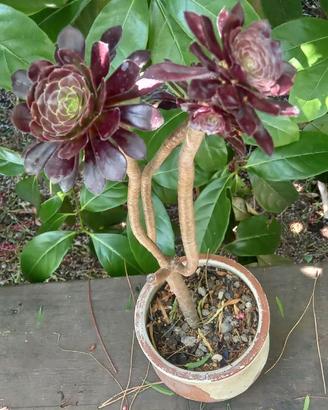 Aeonium arboreum atropurpureum