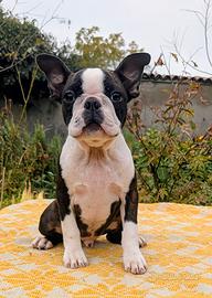 Splendido cucciolo boston terrier, allev. enci