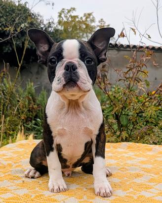 Splendido cucciolo boston terrier, allev. enci