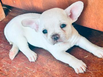 Cuccioli bull dog francese