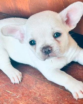 Cuccioli bull dog francese