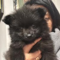 Disponibili cuccioli di Pomerania